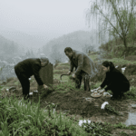 Qingming Festival: Grief, Rain, and Remembrance